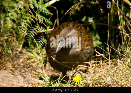 Ein weka flugloser Vogel (Gallirallus australis), Kapiti Island, Neuseeland Stockfoto