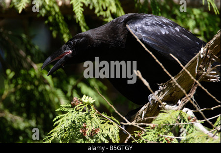 Gemeinsamen Raven-Corvus Corax Nahaufnahme des Kopfes & Oberkörper bei Qualicum Vancouver Island BC im Juni Stockfoto