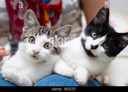 Katzen, die auf eine Frau Schoß saß Stockfoto