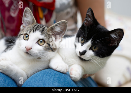 Katzen, die auf eine Frau Schoß saß Stockfoto