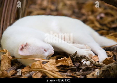 Eine weiße Katze im Freien schlafen auf einem Bett aus Laub Stockfoto