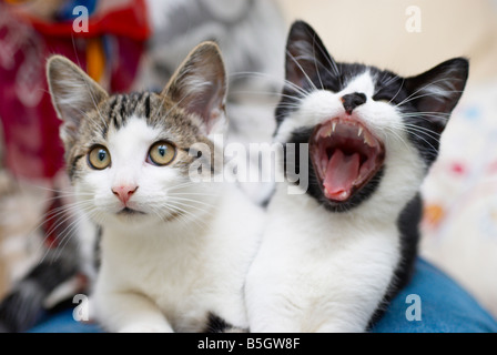 Katzen, die auf eine Frau Schoß saß Stockfoto