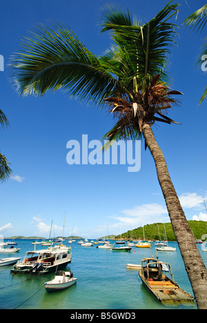 CRUZ BAY, amerikanische Jungferninseln – Eine Palme erhebt sich über dem weißen Sandstrand in Cruz Bay, St. John, US Virgin Islands und bietet einen Blick auf Boote, die im ruhigen, geschützten Hafen vertäut sind. Die Szene verkörpert die tropische Schönheit und nautische Kultur der Karibik. Stockfoto