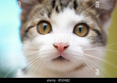 der junge Tabby Katze Gesicht Nahaufnahme Stockfoto