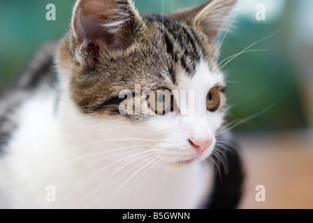 der junge Tabby Katze Gesicht Nahaufnahme Stockfoto