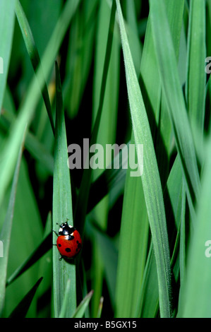 Ein neun-spotted Ladybird Beetle (Coccinella Novemnotata) klammert sich an grass Klinge an warmen Frühlingsmorgen, Denver, Colorado, USA Stockfoto