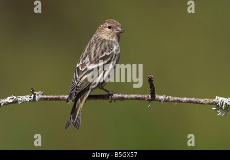 Pine Zeisig Zuchtjahr Pinus thront auf einem kleinen Zweig in Saanich Victoria Vancouver Island BC im April Stockfoto
