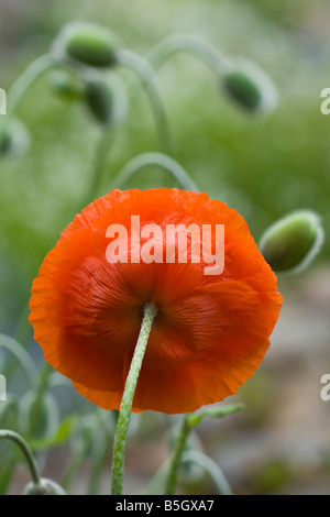Orientalische Mohn Stockfoto