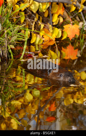 Porträt des kanadischen Biber schwimmend in einem Teich mit reflektierten Ahorn Blätter Castor Canadensis Minnesota USA Stockfoto
