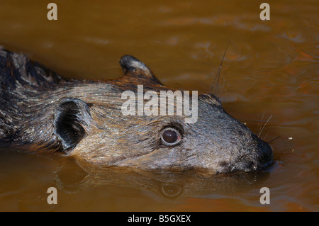 Nahaufnahme des Kopfes der kanadische Biber schwimmen in einem schlammigen Bach Castor Canadensis Minnesota USA Stockfoto