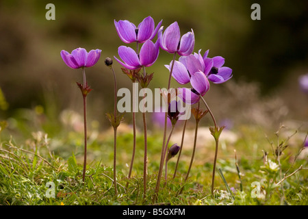 Krone Anemonen Anemone Coronaria auf der Omalos-Hochebene White Mountains Kreta Stockfoto