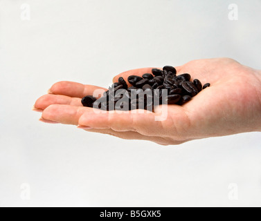 Weibliche Hand präsentiert frisch dunkel gerösteten Gourmet-Kaffeebohnen auf weißem Hintergrund Stockfoto