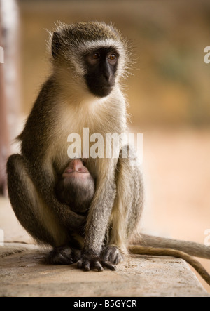 Ein Affe mit ihrem Baby im Tsavo Nationalpark in Kenia Stockfoto