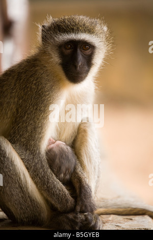 Ein Affe mit ihrem Baby im Tsavo Nationalpark in Kenia Stockfoto