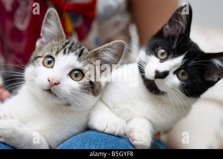 Katzen, die auf eine Frau Schoß saß Stockfoto
