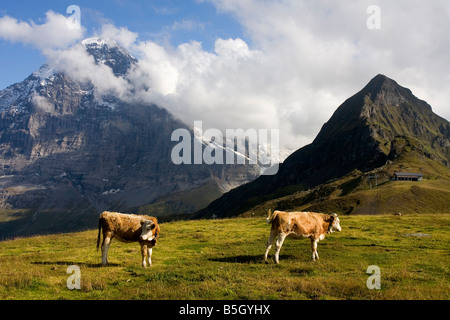 Alpine Kühe mit dem Eiger Berg im Hintergrund der Schweiz Stockfoto