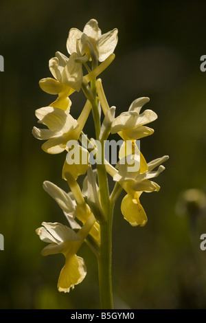 Nur wenige blühende Orchidee Orchis Pauciflora Crete Stockfoto