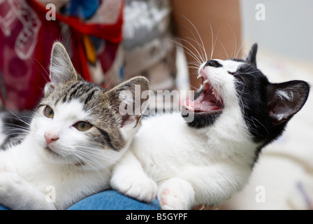 Katzen, die auf eine Frau Schoß saß Stockfoto