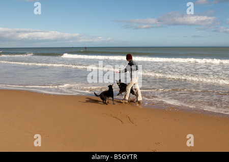 Dame spielen mit Hunden auf Aberdeen Strand Scotland UK Stockfoto