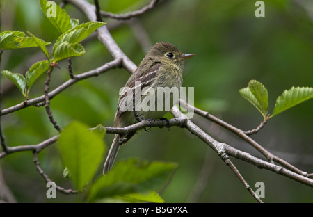 Pazifik-Hang Flycatcher Empidonax Difficilis thront im Baum an Legacy Marsh Lantzville Vancouver Island BC im Mai Stockfoto