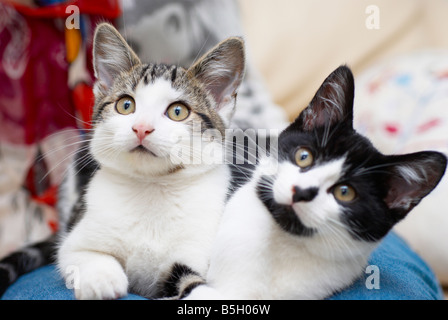 Katzen, die auf eine Frau Schoß saß Stockfoto