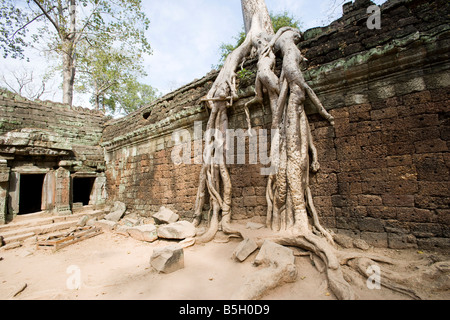 Im Inneren die überwucherten Tempel der Ta Prohm Tempel von Angkor Siem Reap Kambodscha Stockfoto