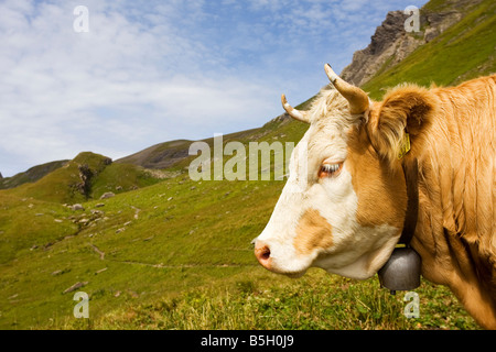 Alpine Kuh in der Berner Oberland-Schweiz Stockfoto