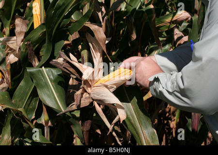 Man untersucht Maiskolben bei verschiedenen Test Grundstück im amerikanischen Corn belt Stockfoto