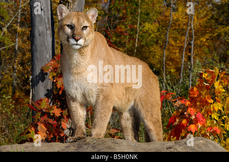 Cougar starrte stehend auf einem Felsen in einem Herbst-Wald mit Rot-Eiche und Ahorn Blätter Stockfoto