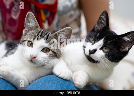 Katzen, die auf eine Frau Schoß saß Stockfoto