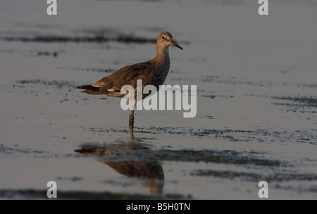 Willet Tringa Semipalmata stehen im flachen Wasser in der Nähe von Tsawwassen Ferry Terminal Causeway BC am frühen Morgen im August Stockfoto