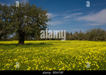 Masse von Bermuda Butterblumen Oxalis Pes Caprae ein sehr invasive Unkraut aus Südafrika und ein Johannisbrotbaum Baum Südzypern Stockfoto