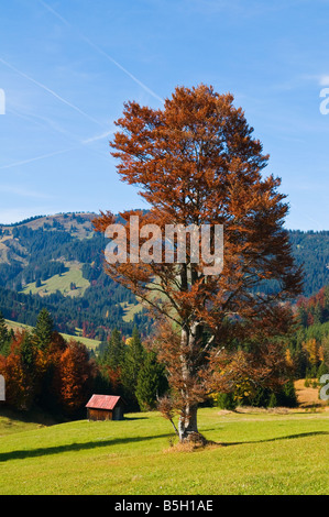 Bergbauernhof Felder im Herbst am Oberjoch Pass an der deutsch-österreichischen Grenze Stockfoto