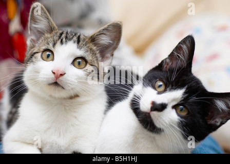 Katzen, die auf eine Frau Schoß saß Stockfoto