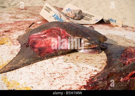 Tote Fledermaus Ray - Myliobatis Californica - vom Meer von Cortez gefangen sitzt oben auf umgedrehten Boot, San Felipe, Baja California Stockfoto