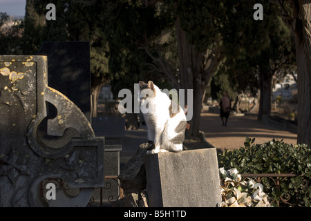 Katze auf dem Friedhof von Sant Feliu de Guíxols, Katalonien (Spanien) Stockfoto