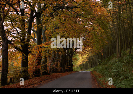 Beech Avenue, Teasses in der Nähe von Ceres, Fife, Schottland Stockfoto