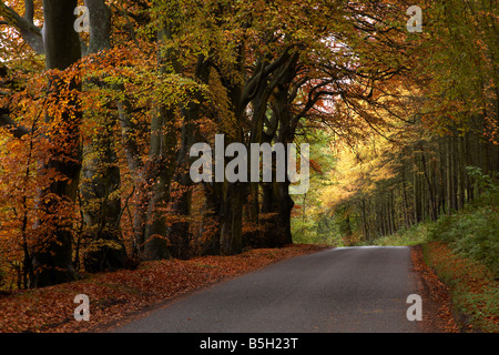 Beech Avenue, Teasses in der Nähe von Ceres, Fife, Schottland Stockfoto