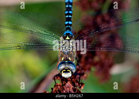 Eine männliche Migranten Hawker Libelle bei North Cave Wetlands Nature reserve, East Yorkshire, England. Stockfoto