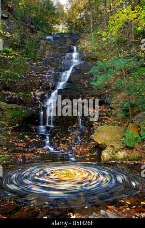 Reedy Zweig verliebt sich in South Carolina Sumter National Forest Stockfoto