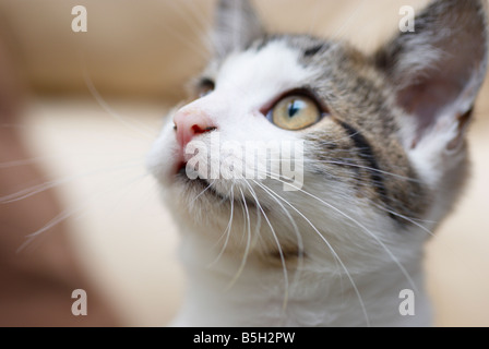 Inländische kurzhaarige Kätzchen, männlich, Großbritannien. Fotografiert im Familienhaus. Stockfoto