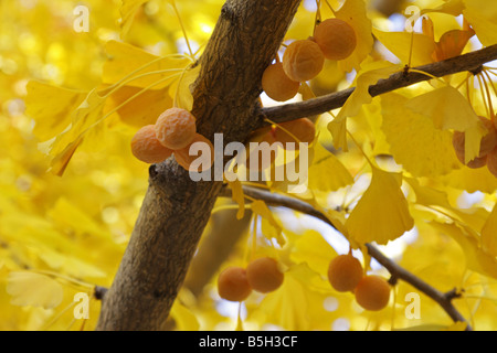 Ginkgo Biloba Baum mit Früchten im Herbst Stockfoto