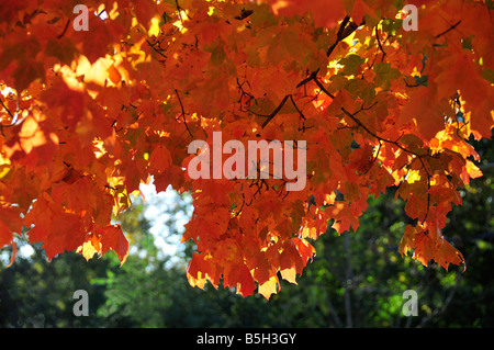 Brilliant orange rot Herbst Ahorn Blätter, Acer, Hinterleuchtung von Sonnenschein in Oklahoma, USA. Stockfoto