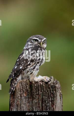 Steinkauz Athene Noctua thront auf Post mit Maus suchen alert Potton Bedfordshire Stockfoto