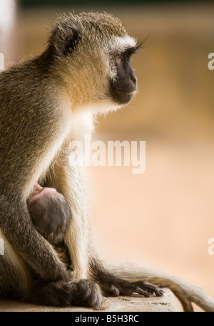 Ein Affe mit ihrem Baby im Tsavo Nationalpark in Kenia Stockfoto