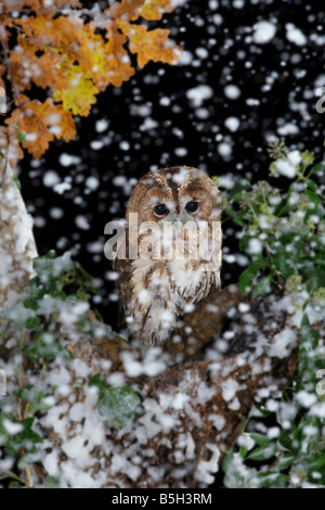 Tawney Eule Strix Aluco thront auf alten Baum im Schnee Potton Bedfordshire Stockfoto