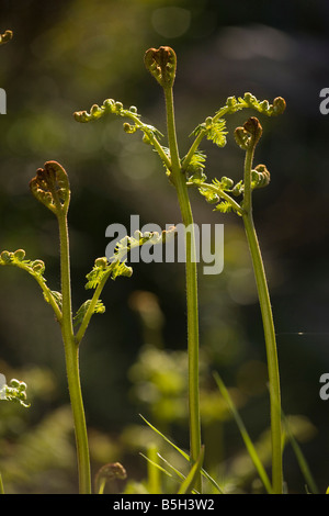 Jungen Wedel der Adlerfarn Pteridium Aquilinum unfurling im Frühjahr Stockfoto