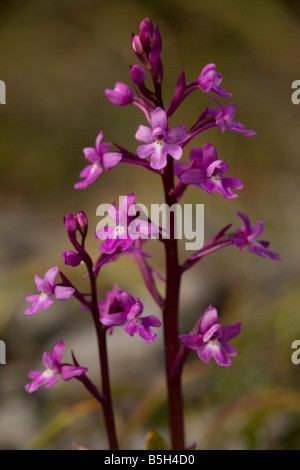 Vier-spotted Orchidee Orchis Quadripunctata Crete Stockfoto