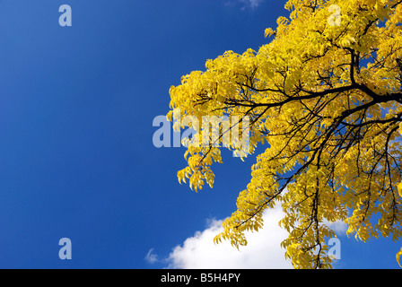 Gelbe Krone Herbst Baum und blauer Himmel, lässt einzelne weiße Wolke versteckt sich hinter schwarzen Äste mit hellen Stockfoto