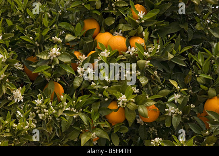 Orangenbaum Citrus Sinensis mit Früchten und Blüten im Frühjahr Crete Stockfoto